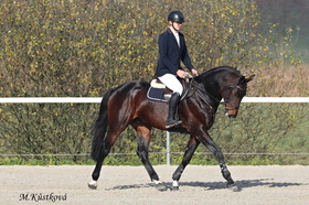 80/71 Drahokoupil (Diamant de Semilly x Carthago Z)